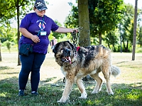 Adoptuj Warszawiaka  Wydarzenie promujące adopcję zwierząt. Organizator: Schronisko dla Bezdomnych Zwierząt "Na Paluchu". 18 sierpnia 2019, Park Raszyński w Raszynie. : park raszyński, adoptuj warszawiaka, na paluchu, schronisko dla zwierząt, centrum warszawy, raszyn